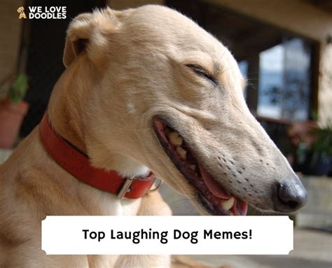 funny dog memes 2024|dog laughing meme video.